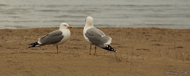 Photo Oiseaux