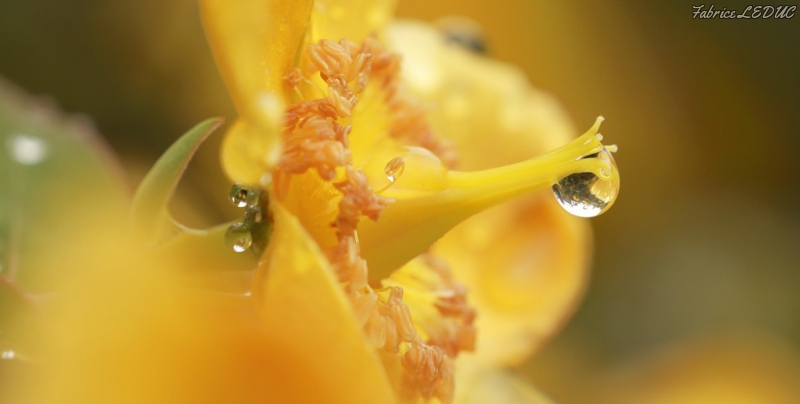 Photo Flore