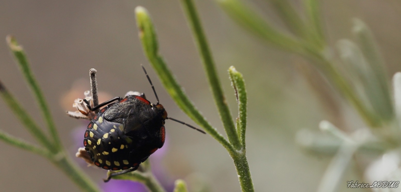 Photo Insectes