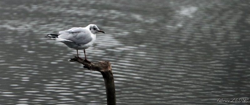 Photo Oiseaux