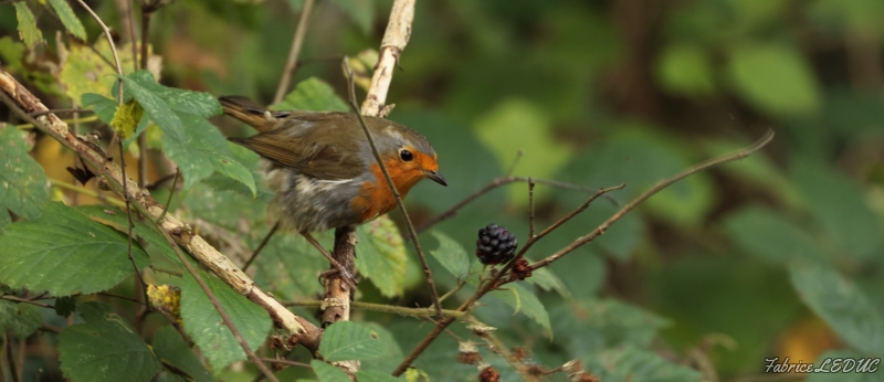 Photo Oiseaux