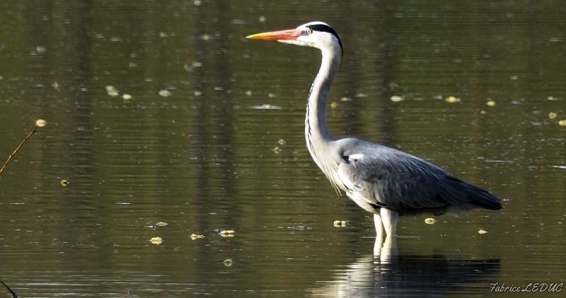 Photo Oiseaux