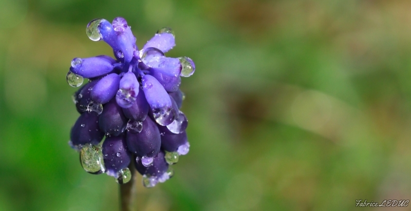 Photo Flore