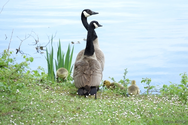 Photo Oiseaux