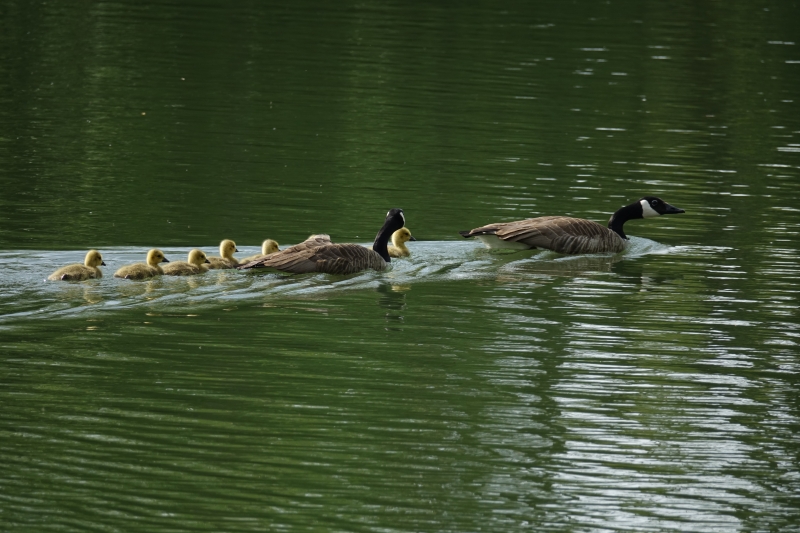 Photo Oiseaux