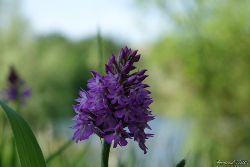 Photo Flore