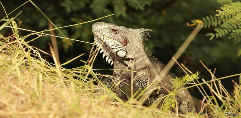 Photo Reptiles