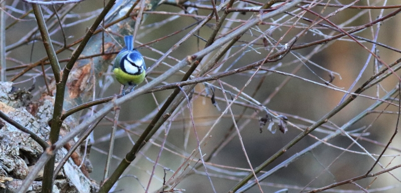 Mesange_Bleue_-_Copie.jpg