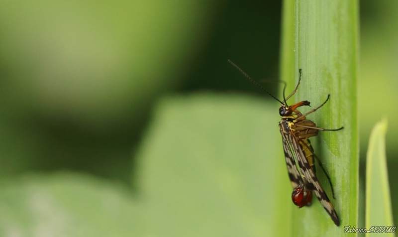 Photo Insectes