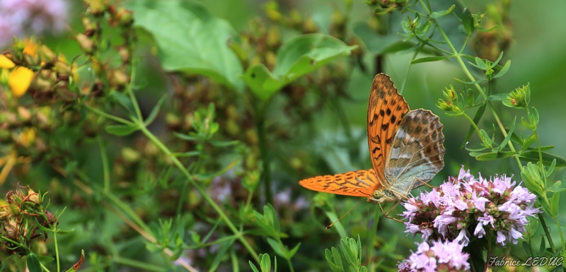 Photo Insectes