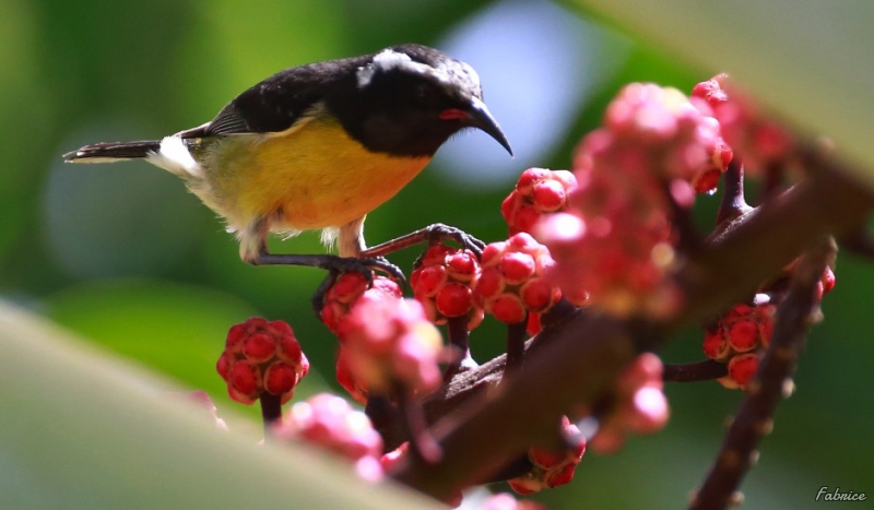 Photo Oiseaux