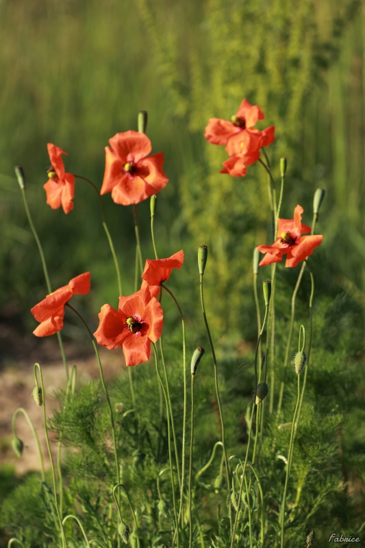 Photo Flore