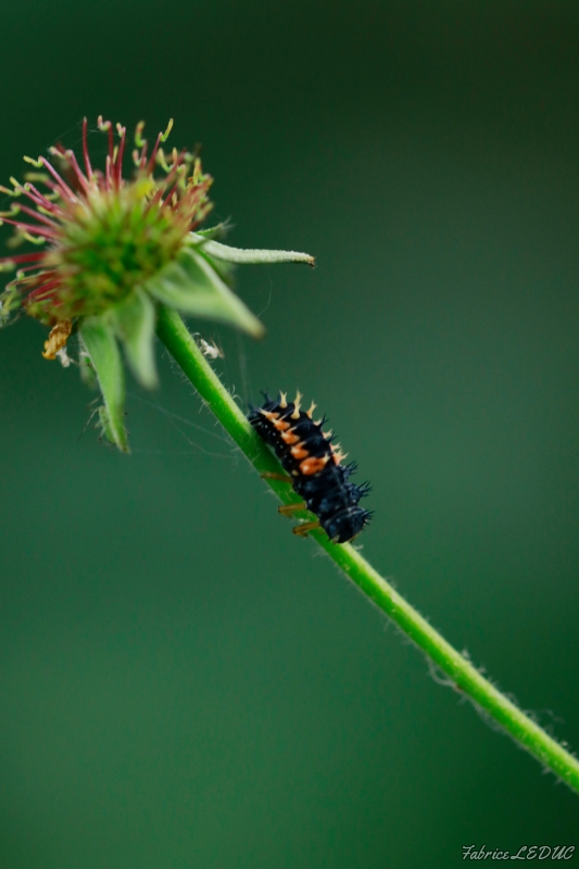 Photo Insectes