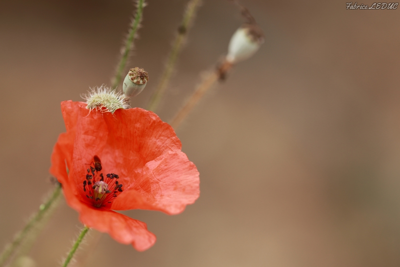 Photo Flore