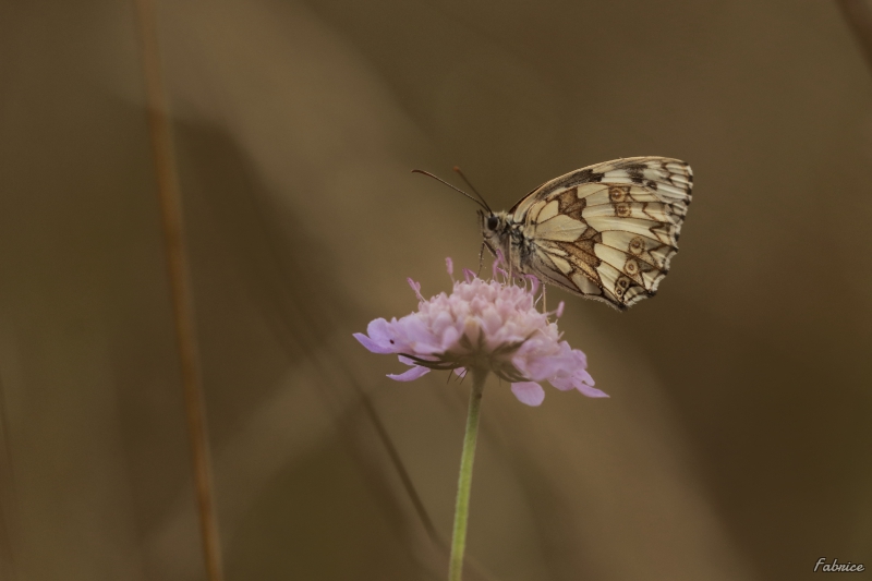 Photo Insectes