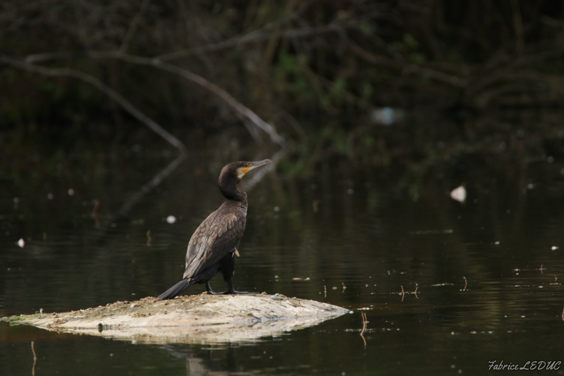 Photo Oiseaux