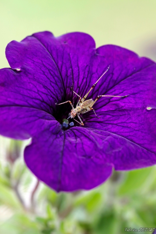 Photo Insectes
