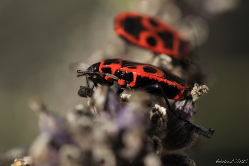 Photo Insectes
