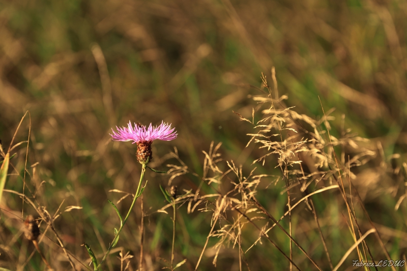Photo Flore