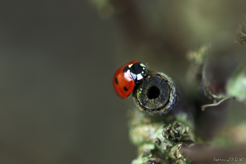 Photo Insectes
