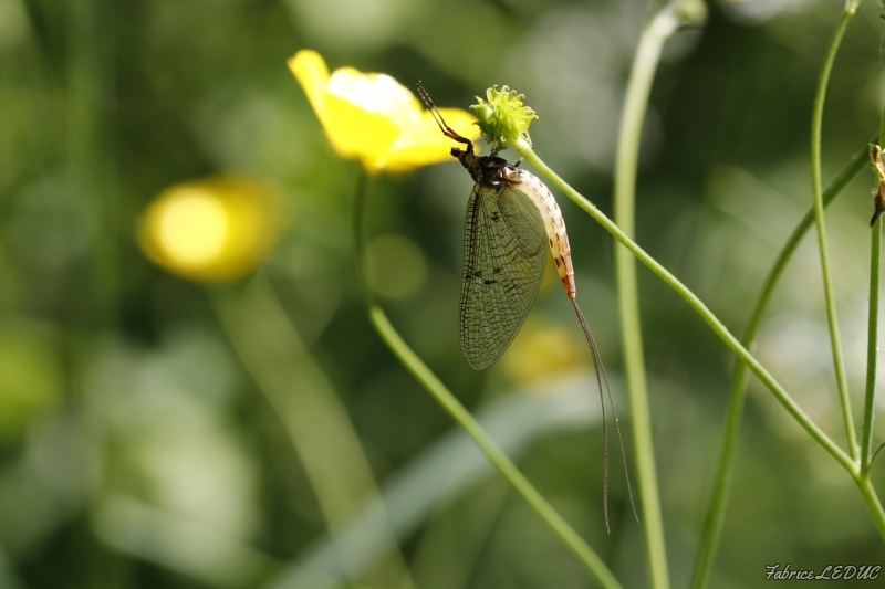 Photo Insectes