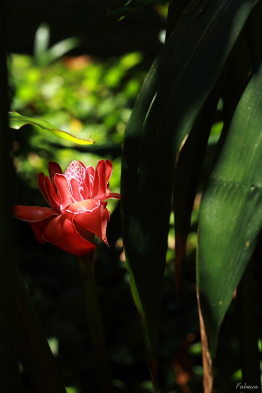 Photo Flore