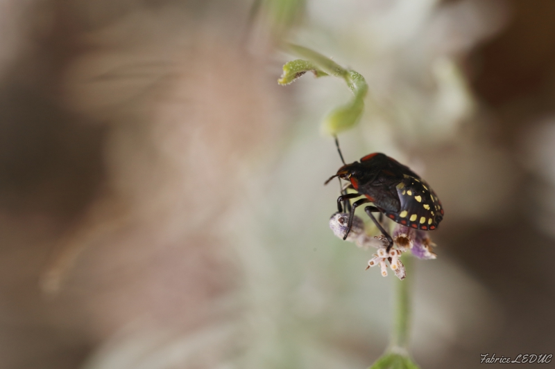 Photo Insectes