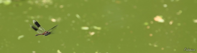 Photo Insectes