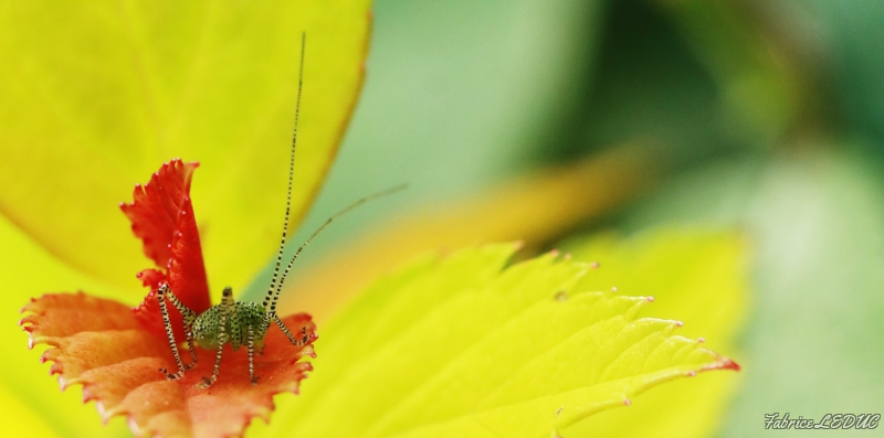 Photo Insectes