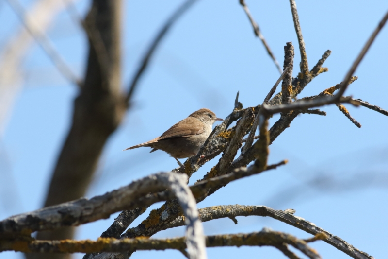 Oiseaux