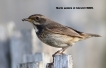 Oiseaux