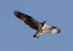 Oiseaux Balbuzard pêcheur (Pandion haliaetus)