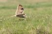 Oiseaux