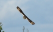 Oiseaux