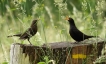 Oiseaux Merle noir