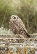 Oiseaux