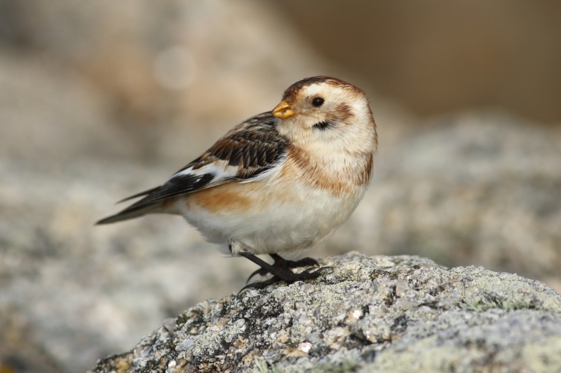 Photo Oiseaux