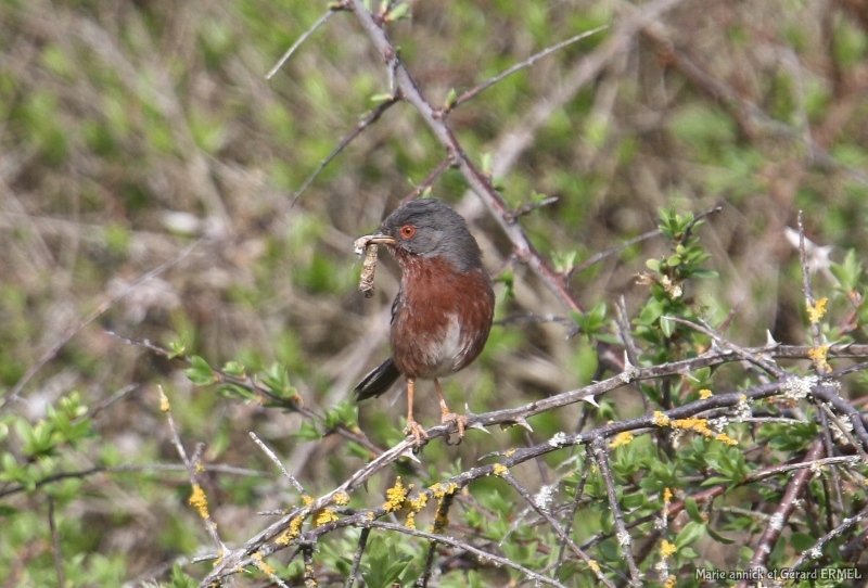Photo Oiseaux