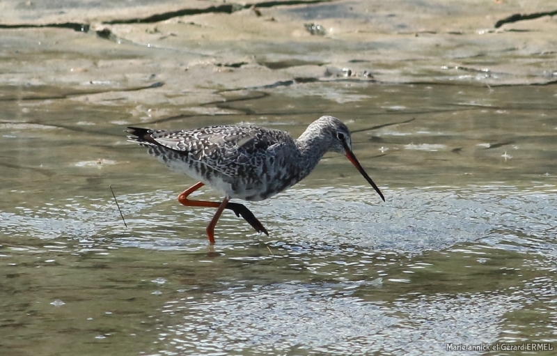 Photo Oiseaux Chevalier arlequin
