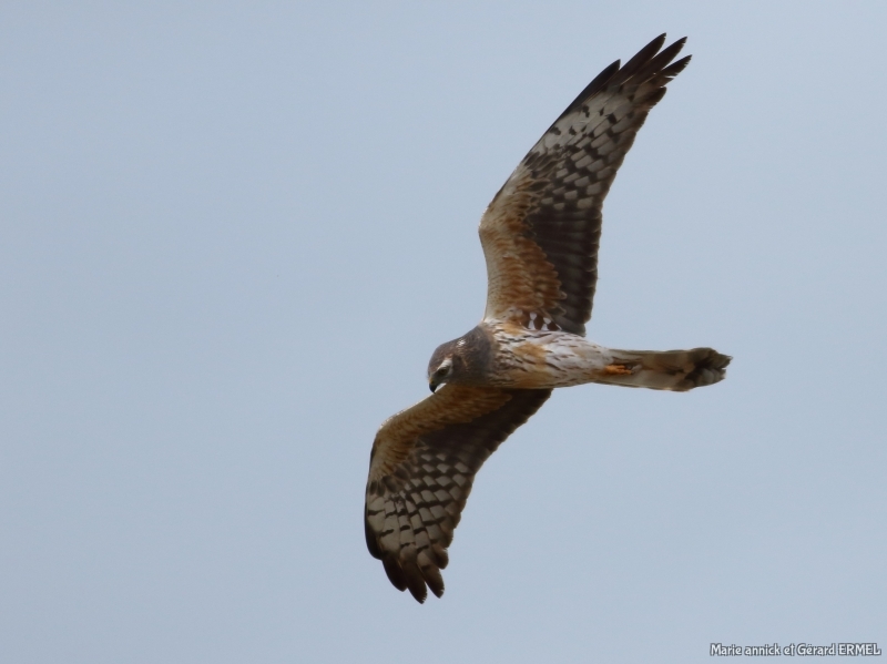 Photo Oiseaux Busard cendré