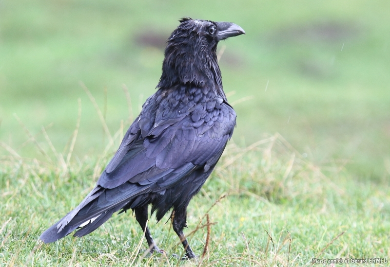 Photo Oiseaux