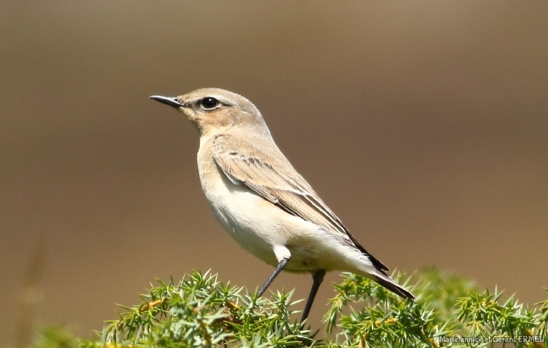Photo Oiseaux Traquet motteux (Oenanthe oenanthe)