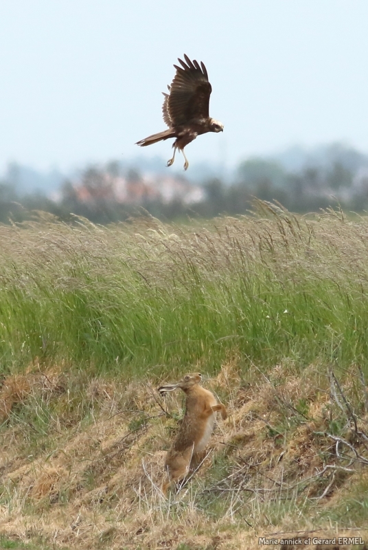 Photo Mammifères Lièvre brun (Lepus europaeus)