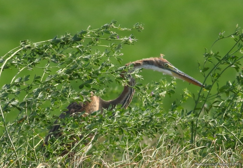 Photo Oiseaux Héron pourpré (Ardea purpurea)
