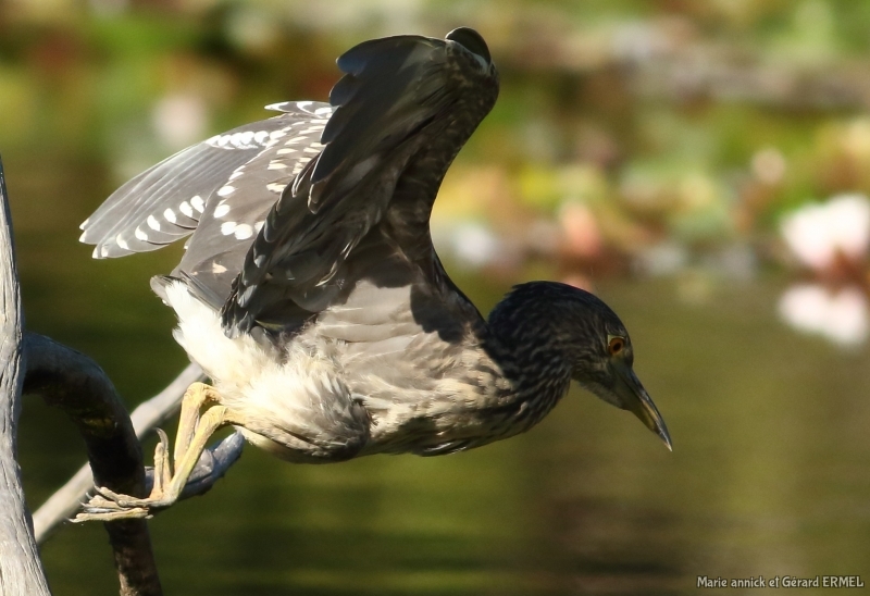 Photo Oiseaux Héron bihoreau gris (Nycticorax nycticorax)