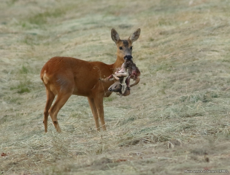 Photo Mammifères Chevreuil (Chevrette)