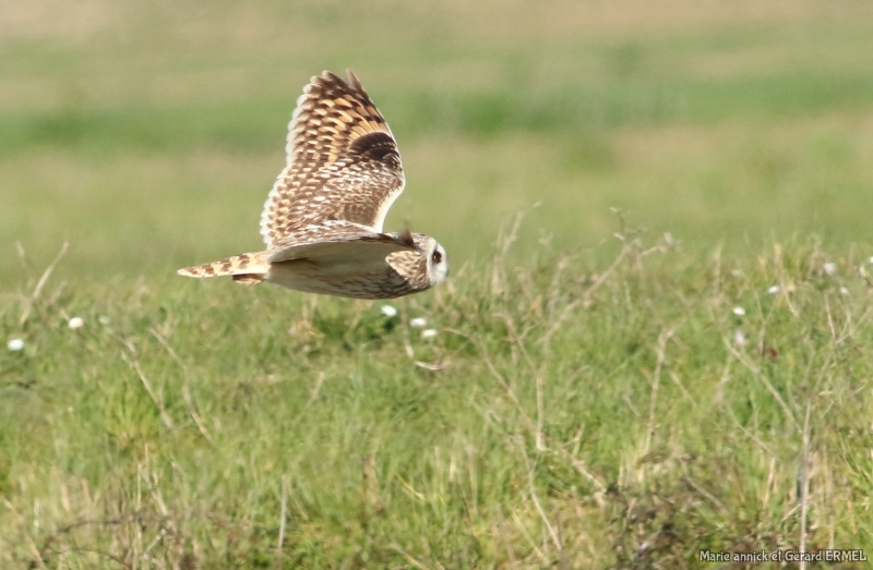 Photo Oiseaux