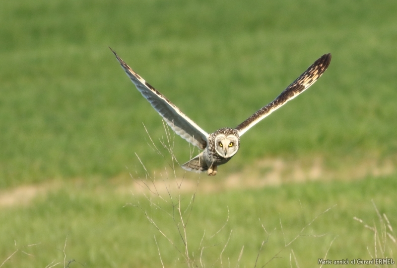 Photo Oiseaux