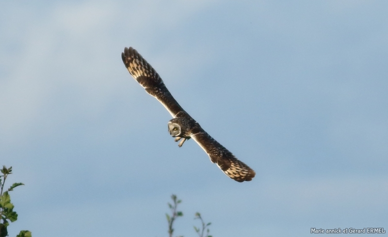 Photo Oiseaux