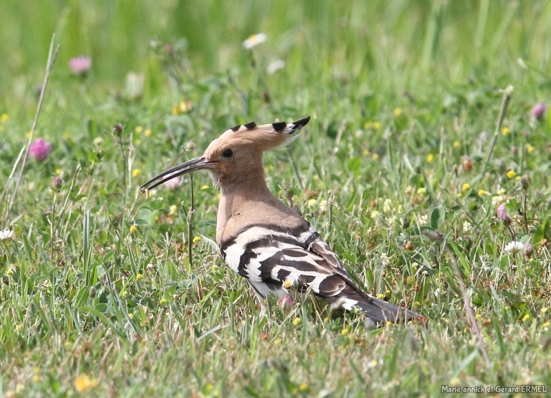 Photo Oiseaux Huppe fasciée